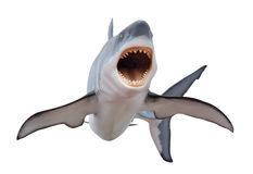 fierce-great-white-shark-isloated-white-mouth-open-ready-to-strike-isolated-background-31631585