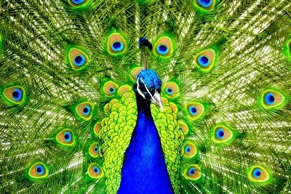 peacock_closeup_picture_168794